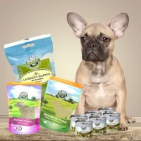 Test hunde blog